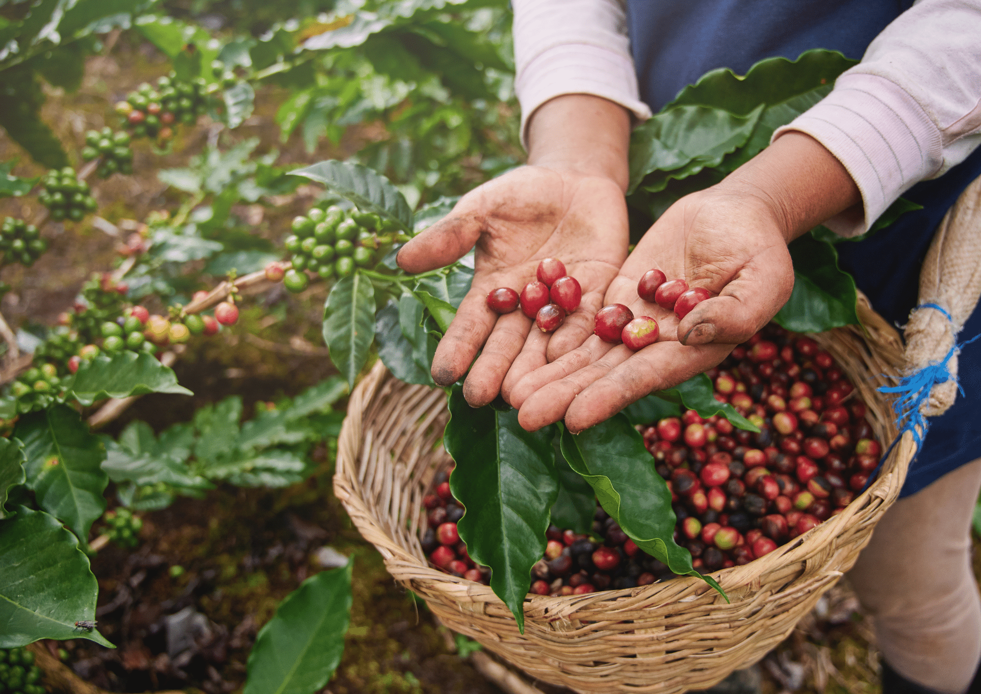 coffee-cherry-and-beans.jpg